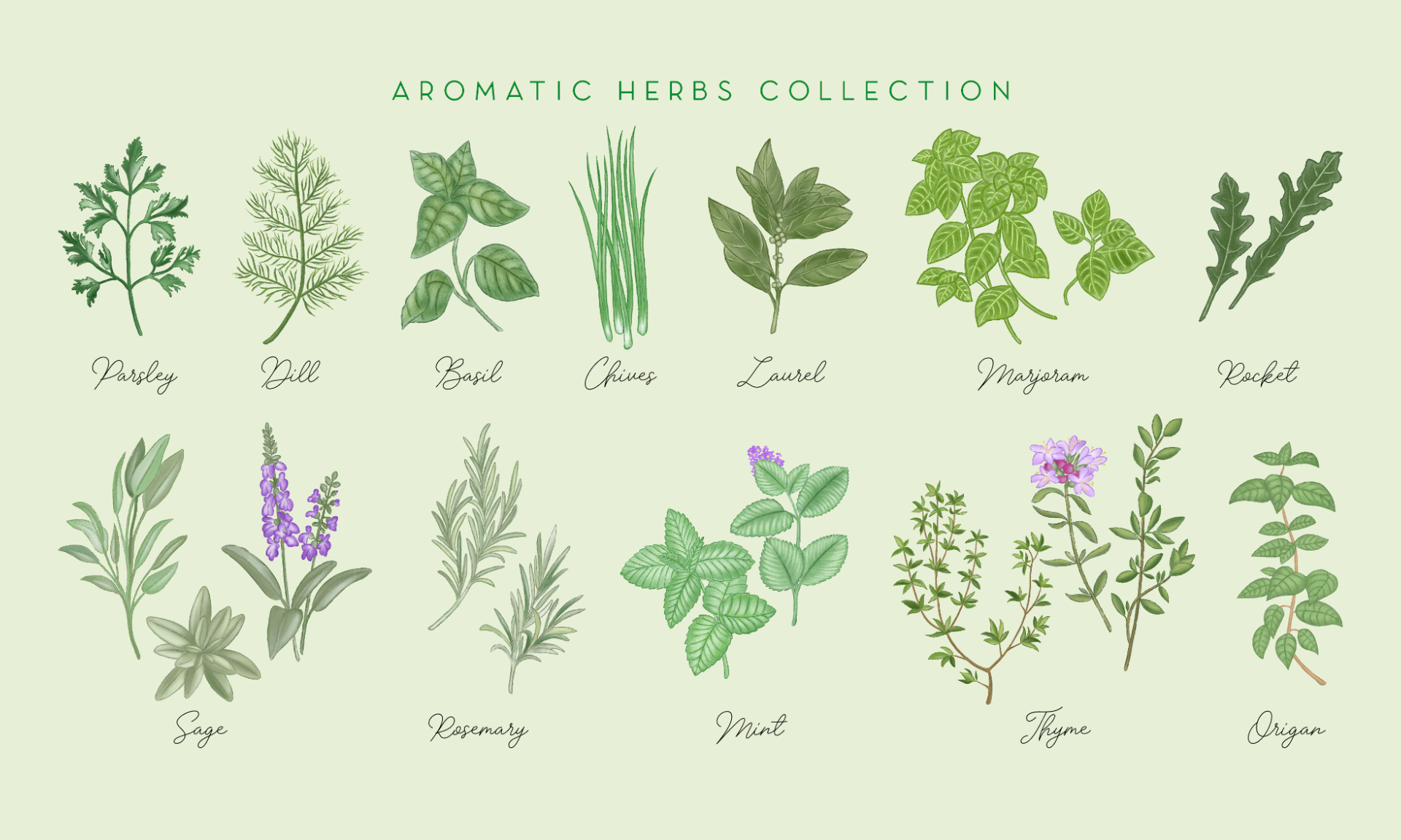 set illustrazioni digitali erbe aromatiche
